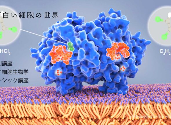 分子細胞生物学 講座