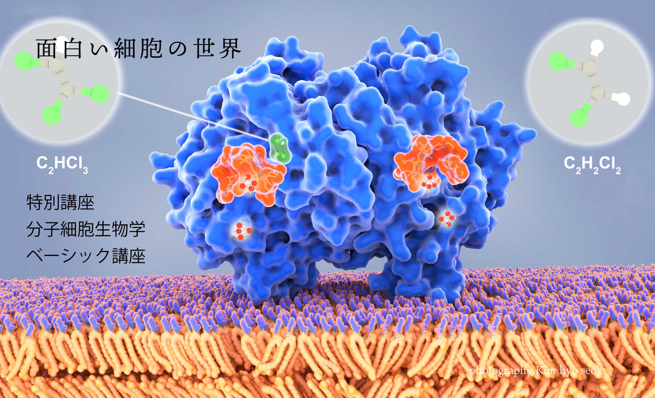 分子細胞生物学 講座