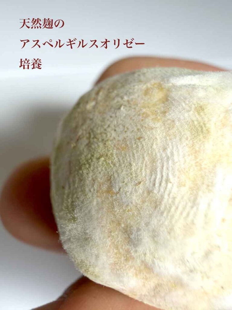 天然麹菌 培養学 伝統発酵アカデミー プロ養成講座 SP