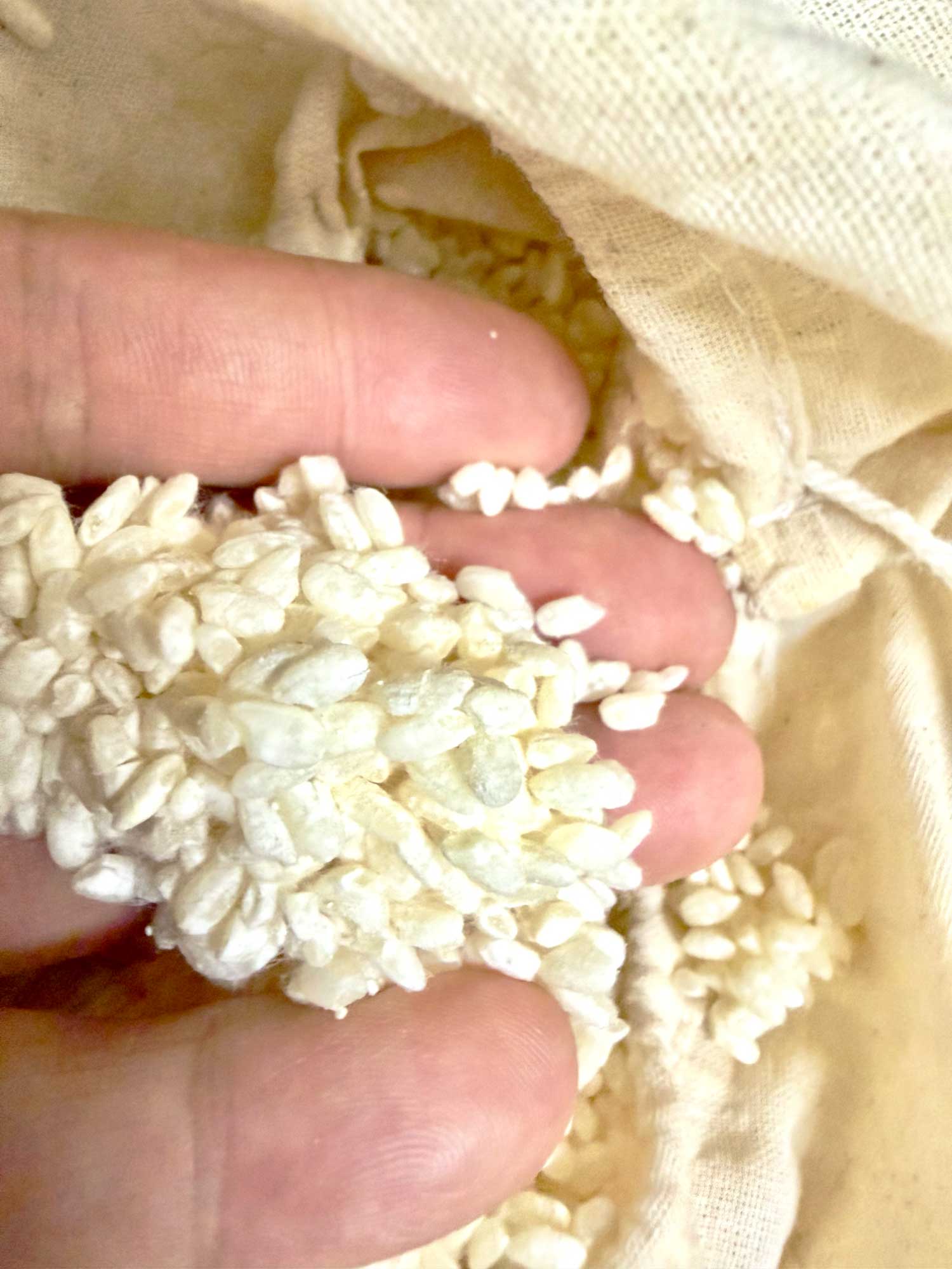 天然麹培養 米麹 伝統発酵アカデミーの食品発酵学プロスペシャリスト養成講座 メイン講座
