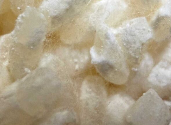 天然麹培養 米麹 伝統発酵アカデミーの食品発酵学プロスペシャリスト養成講座 メイン講座